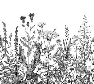 Botanische Tapete Folk schwarz und weiß