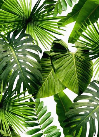 Papier peint Verdure, XXL, tendance