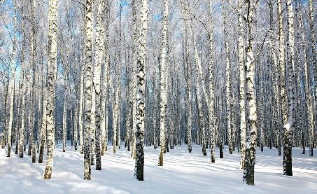 Tapete Birke Wood Forest