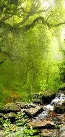 Tapete Wasserfall & Wald