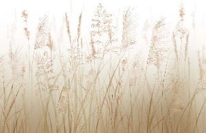 Tapete Blume der Weizenfelder