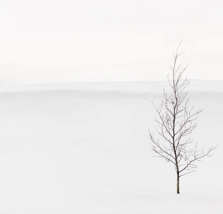 Papier peint pureté arbre, XXL, tendance