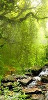 Tapete Wasserfall & Wald
