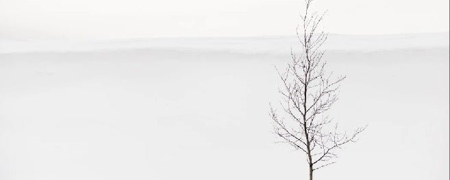 Papier peint pureté arbre, XXL, tendance