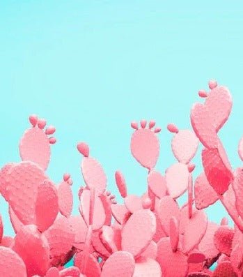 Papier peint cactus pop, XXL, tendance