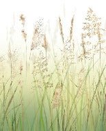 Tapete Blume von Weizenfeldern Farbverlauf