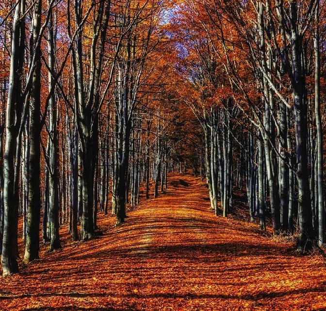 Panorama-Tapete Herbstspaziergang