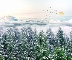 Vlies-Panoramatapete Tannenwald Schnee