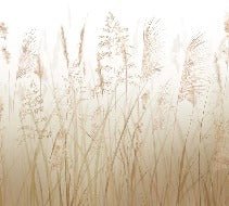 Tapete Blume der Weizenfelder