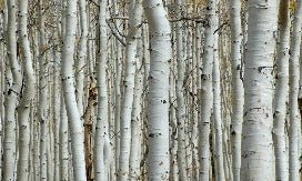 Tapete Birkenwald