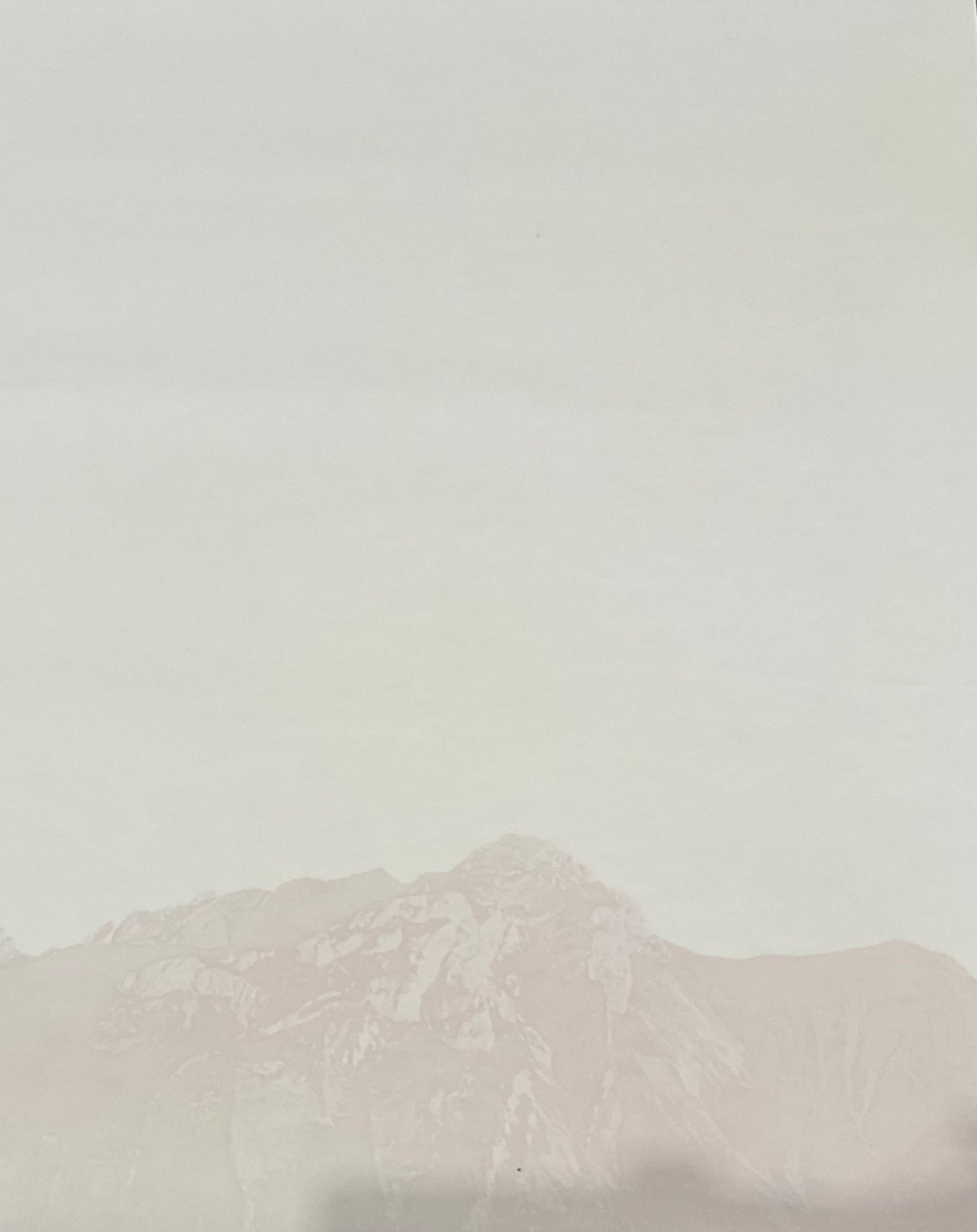 VP Tapete SEPIA CYPRES PINS L240cm x H270cm