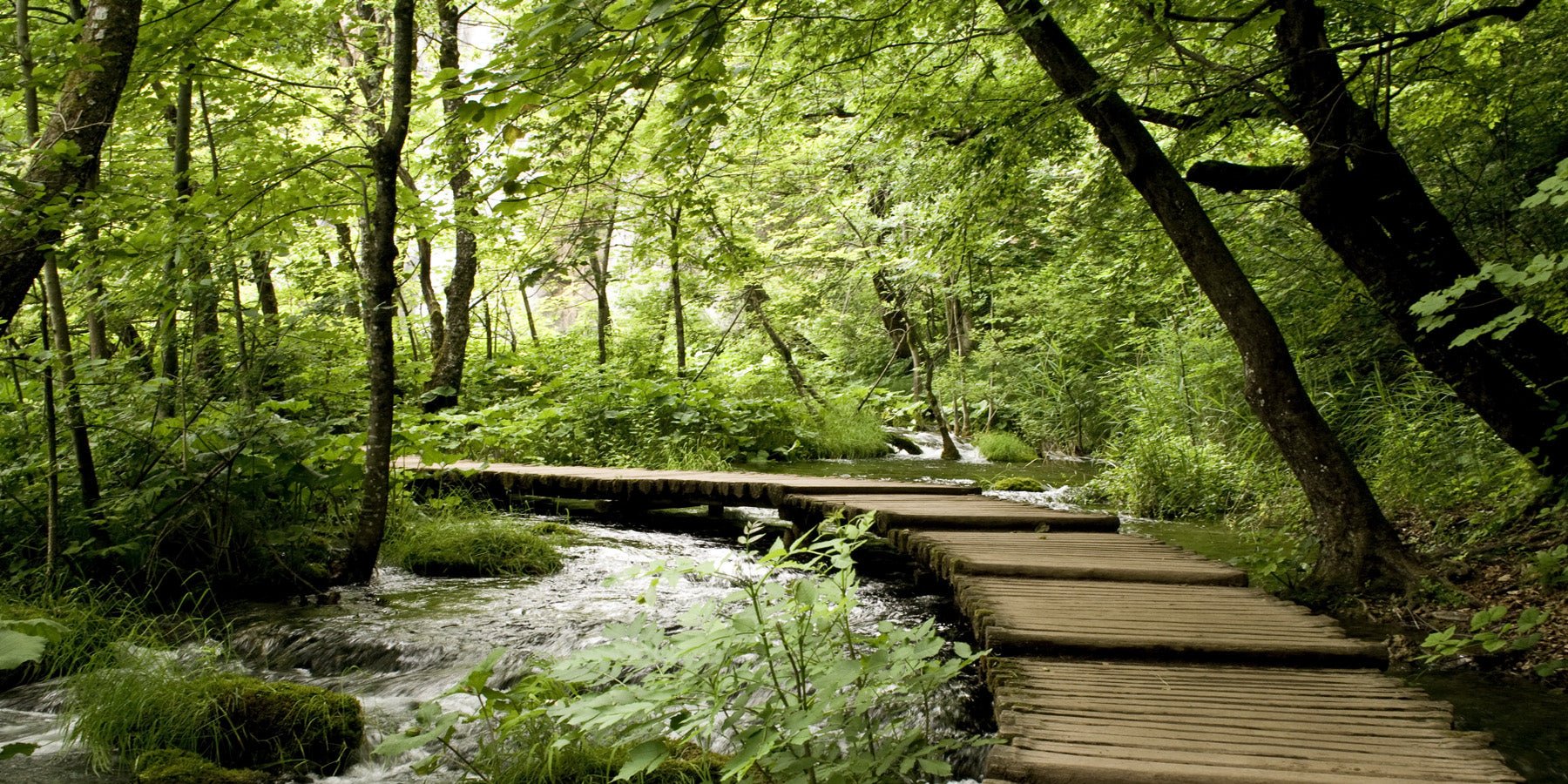 Papier peint bistrot trompe l'œil chemin forestier, mural concept, tendance