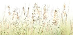 Tapete Blume aus Weizenfeldern mit Farbverlauf