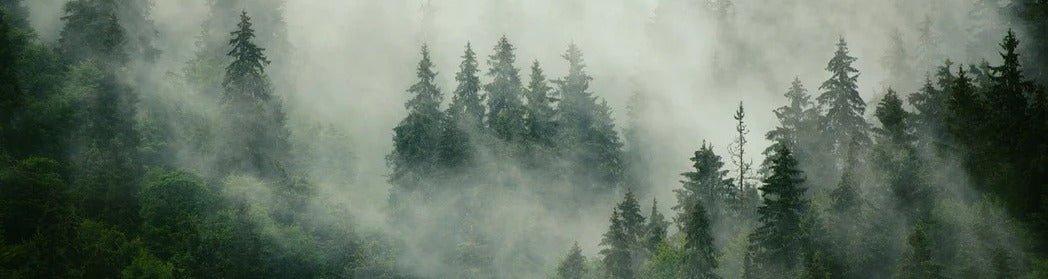 Tapete Grüner Nebelwald