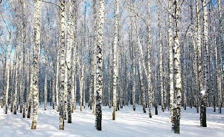 Tapete Birke Wood Forest