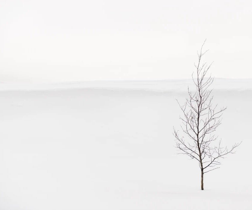 Tapete Reinheit Baum