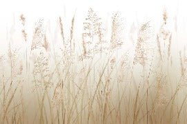 Tapete Blume der Weizenfelder