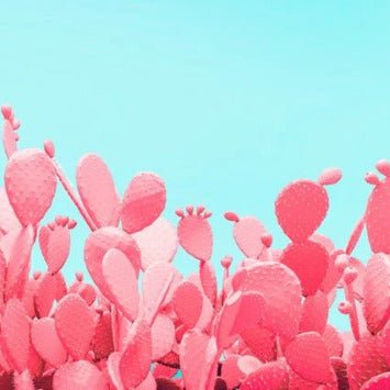 Papier peint cactus pop, XXL, tendance