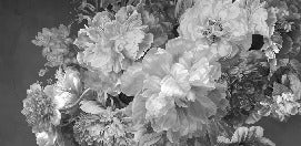 Tapete Pfingstrosenblüte schwarz und weiß