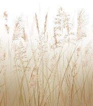 Tapete Blume der Weizenfelder