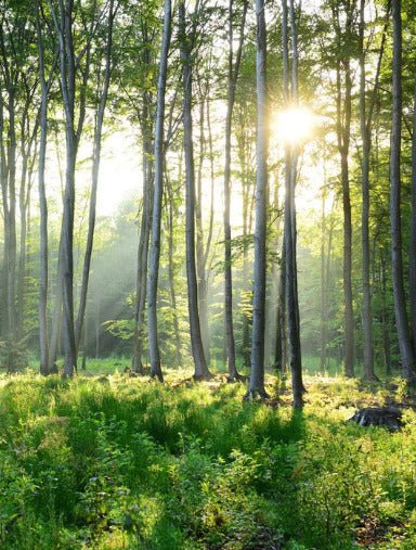 Papier peint wc Forêt de Pins, XXL, tendance