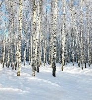 Tapete Birke Wood Forest