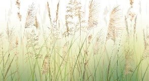 Tapete Blume aus Weizenfeldern mit Farbverlauf