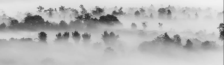 Papier peint bois brumeux, XXL, tendance