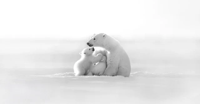 Papier peint panoramique - Horizon arctique, XXL, tendance