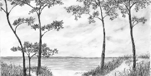 Papier peint Pins maritimes et dunes - Noir et blanc - Muralconcept