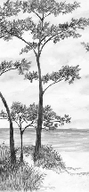 Papier peint Pins maritimes et dunes - Noir et blanc - Muralconcept