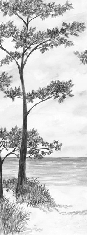 Papier peint Pins maritimes et dunes - Noir et blanc - Muralconcept