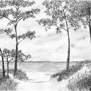 Papier peint Pins maritimes et dunes - Noir et blanc - Muralconcept