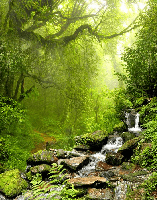Tapete Wasserfall & Wald