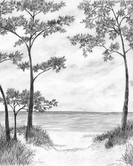 Papier peint Pins maritimes et dunes - Noir et blanc - Muralconcept