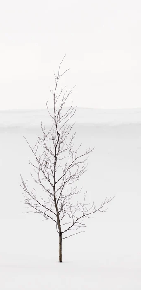 Papier peint pureté arbre - Muralconcept