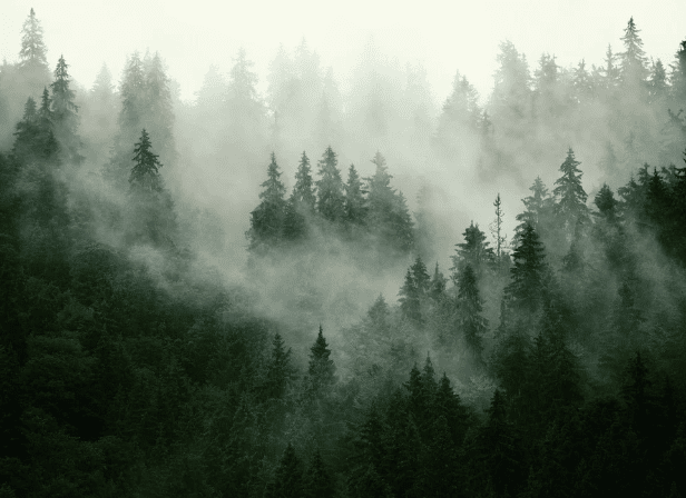 Papier peint forêt brumeuse verte - Muralconcept