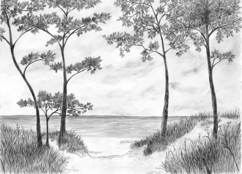 Papier peint Pins maritimes et dunes - Noir et blanc - Muralconcept