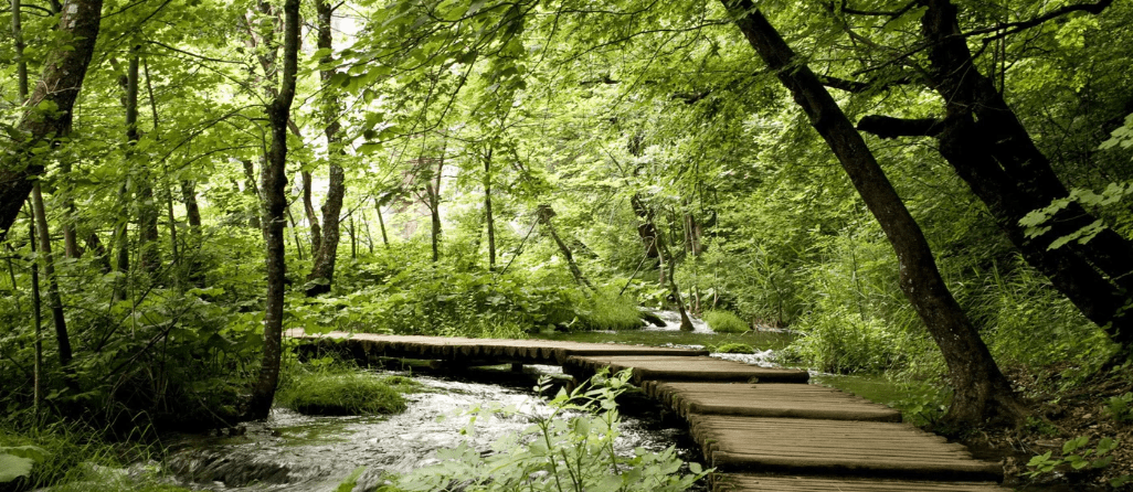 Papier peint bistrot trompe l'œil chemin forestier, XXL, tendance