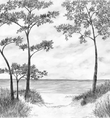 Papier peint Pins maritimes et dunes - Noir et blanc - Muralconcept