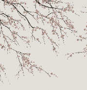 Papier peint panoramique Sakura beige - Muralconcept