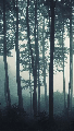 Papier peint wc Brume d'automne - Muralconcept