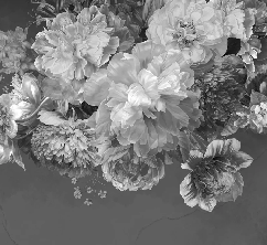 Papier peint fleur pivoine noir et blanc, XXL, tendance