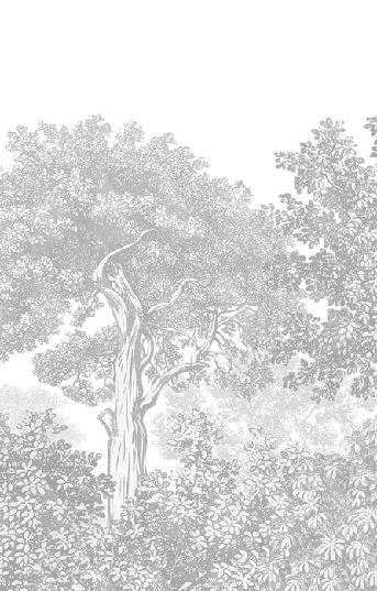 Papier peint paysage forêt gravure beige - Muralconcept