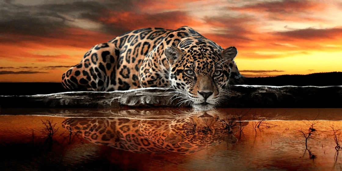 Papier peint Panthère majestueuse - Muralconcept