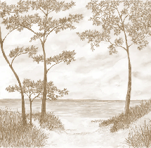 Papier peint Pins maritimes et dunes - Sépia - Muralconcept