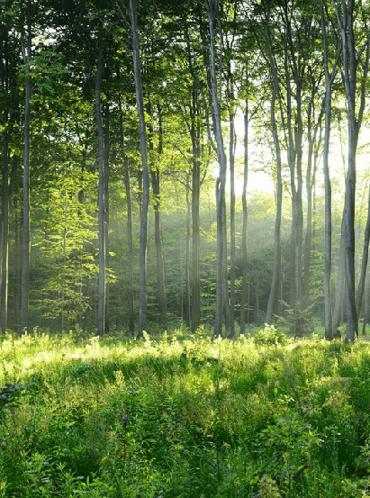 Papier peint panoramique forêt de pins, XXL, tendance