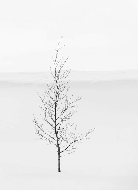 Papier peint pureté arbre - Muralconcept