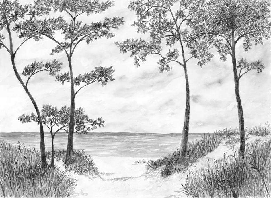 Papier peint Pins maritimes et dunes - Noir et blanc - Muralconcept