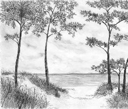 Papier peint Pins maritimes et dunes - Noir et blanc - Muralconcept